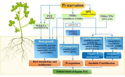Improving phosphorus acquisition efficiency through modification of root growth responses to phosphate starvation in legumes